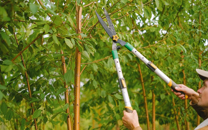 Tree trimming in Paton, IA